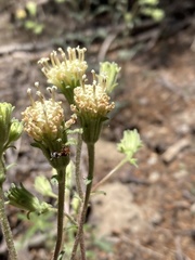 Chaenactis douglasii douglasii