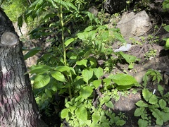 Fraxinus