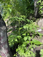 Fraxinus