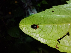 Chalcophana mutabilis