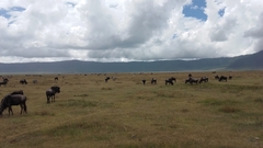 Connochaetes taurinus johnstoni