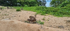 Macaca fascicularis