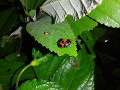 Chalcophana mutabilis