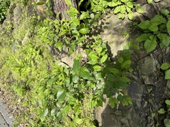 Ulmus