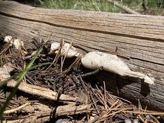 Spongiporus leucospongia