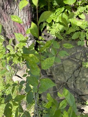 Ulmus