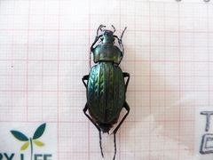 Carabus cancellatus