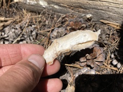 Spongiporus leucospongia