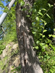 Ulmus