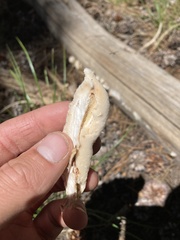 Spongiporus leucospongia