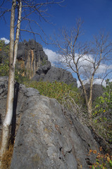 Gyrocarpus americanus sphenopterus