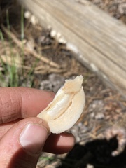 Spongiporus leucospongia