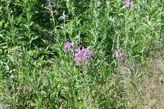 Chamaenerion angustifolium