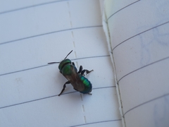 Hoplitis fulgida