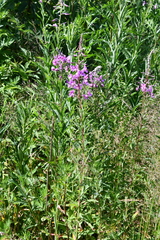 Chamaenerion angustifolium
