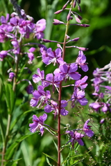 Chamaenerion angustifolium