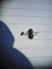 Hoplitis fulgida