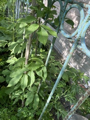 Fraxinus