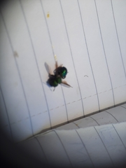 Hoplitis fulgida