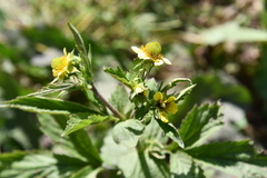 Geum aleppicum