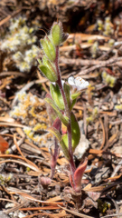 Phacelia verna