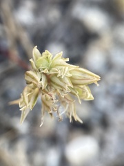 Allium obtusum obtusum