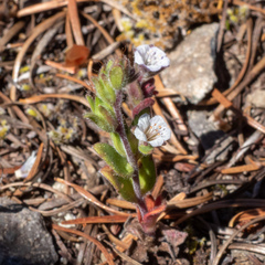 Phacelia verna