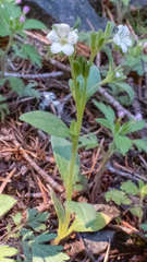 Phacelia verna