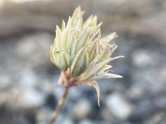 Allium obtusum obtusum