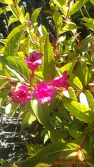 Weigela floribunda