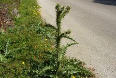 Onopordum bracteatum