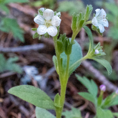 Phacelia verna