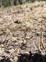 Allium obtusum obtusum