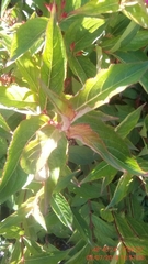 Weigela floribunda