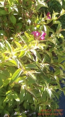 Weigela floribunda