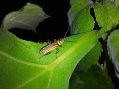 Chauliognathus sticticus