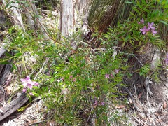 Boronia rivularis