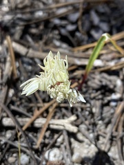 Allium obtusum obtusum