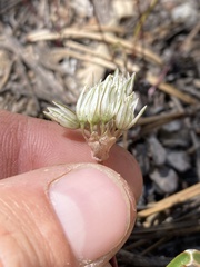 Allium obtusum obtusum