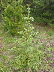Picea glauca × engelmannii