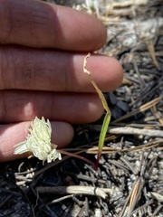 Allium obtusum obtusum