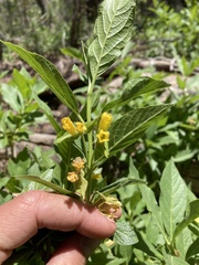 Lonicera involucrata involucrata