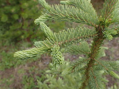 Picea glauca × engelmannii