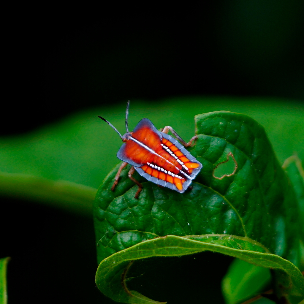 Lychee Stink Bug from 804台灣高雄市鼓山區西子灣 on July 1, 2022 at 09:25 AM by ...