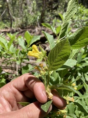 Lonicera involucrata involucrata