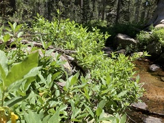 Lonicera involucrata involucrata