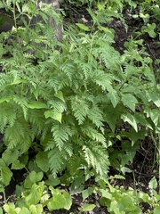 Artemisia gmelinii