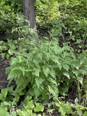 Artemisia gmelinii