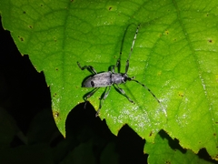 Canidia cincticornis balteata