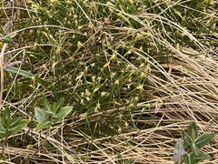 Trichophorum pumilum